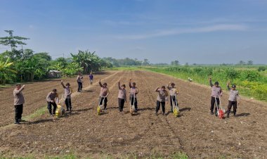 Polresta-Sidoarjo-dan-Polsek-Balongbendo-Sinergi-Perkuat-Ketahanan-Pangan-Lewat-Penanaman-Jagung